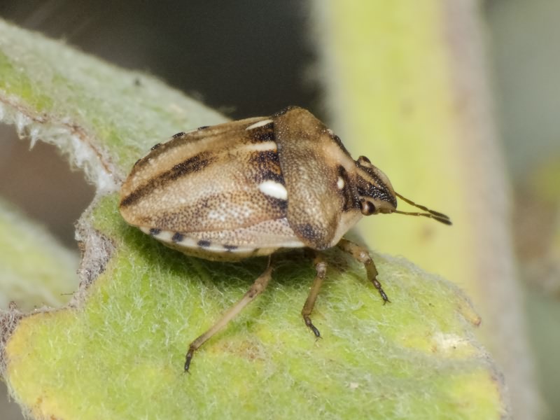 Derula flavoguttata Mulsant & Rey, 1856